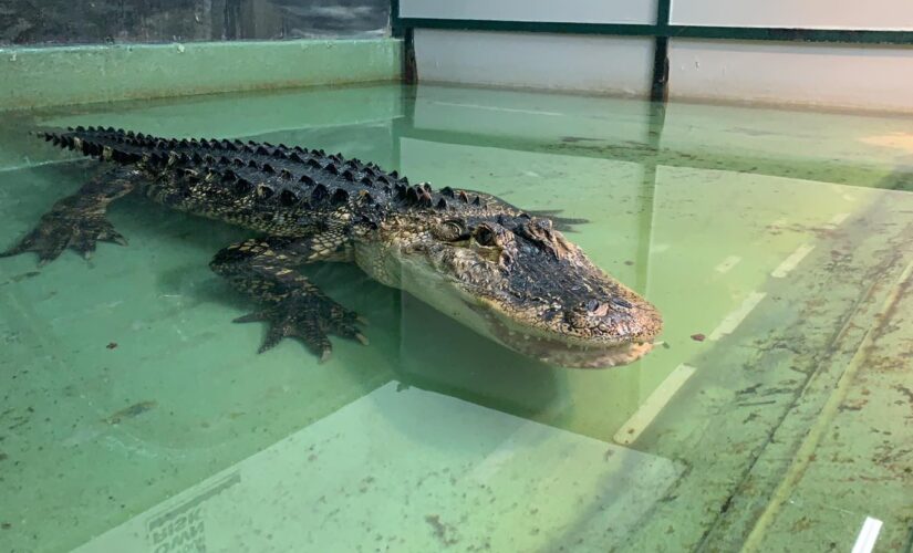 Alligator handler attacked at Utah birthday party speaks out
