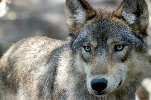 Wisconsin considers limiting fall wolf hunt after hunters blew past spring quota