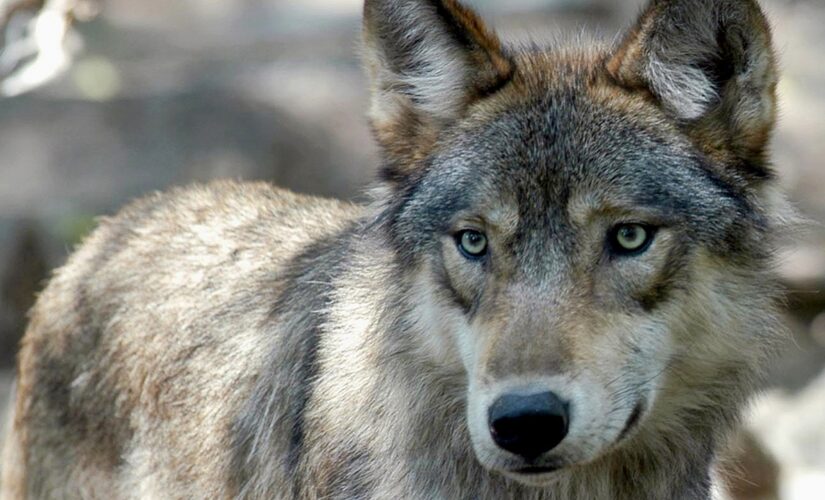 Wisconsin considers limiting fall wolf hunt after hunters blew past spring quota