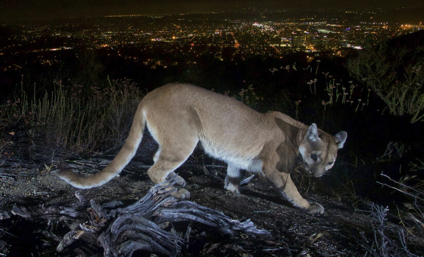 California mom saves son, 5, from mountain lion attack using her ‘bare hands’