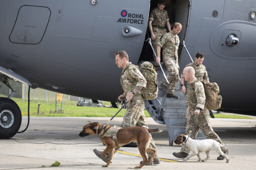 Non-profit aiming to rescue dozens of military dogs from Afghanistan: report