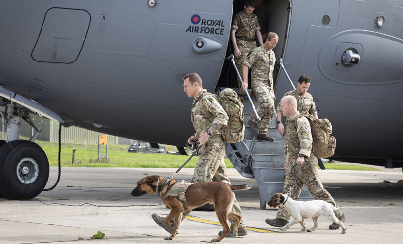 Non-profit aiming to rescue dozens of military dogs from Afghanistan: report