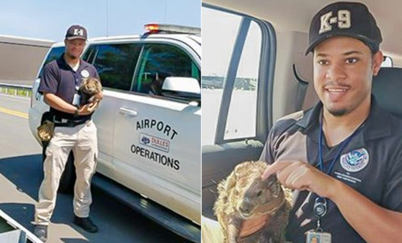 TSA dog handler rescues groundhog from Washington Dulles International Airport runway