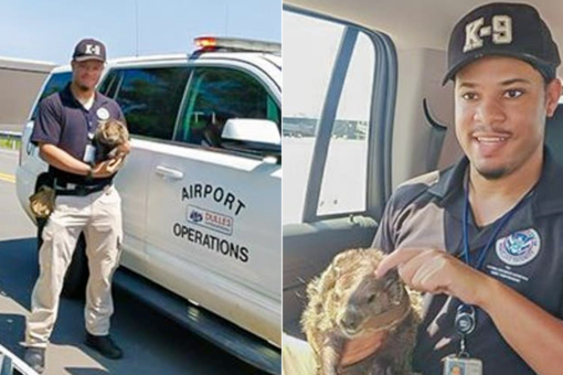 TSA dog handler rescues groundhog from Washington Dulles International Airport runway
