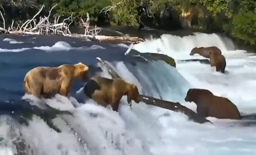 Bear in Alaska slides down waterfall trying to catch fish in viral video