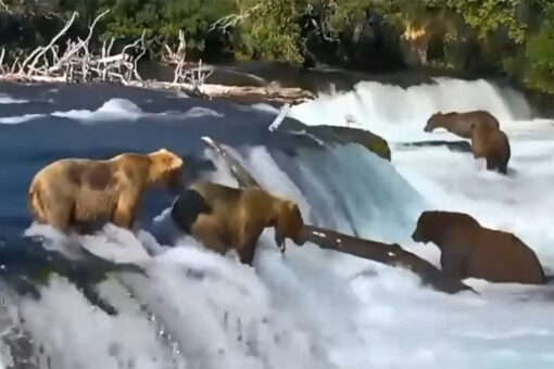 Bear in Alaska slides down waterfall trying to catch fish in viral video