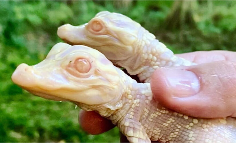 Albino gators born at Florida park for second year