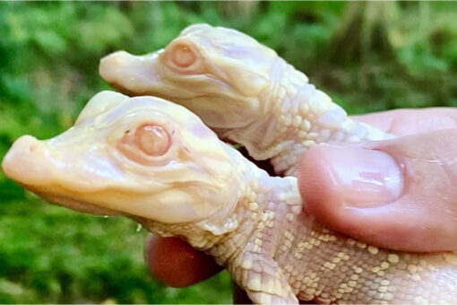 Albino gators born at Florida park for second year