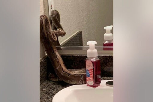 Florida woman finds large python she said previous resident left behind in her new apartment