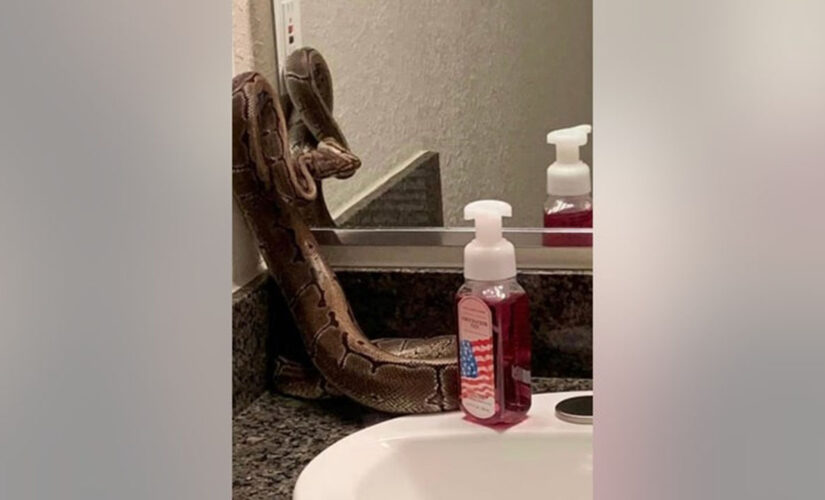 Florida woman finds large python she said previous resident left behind in her new apartment