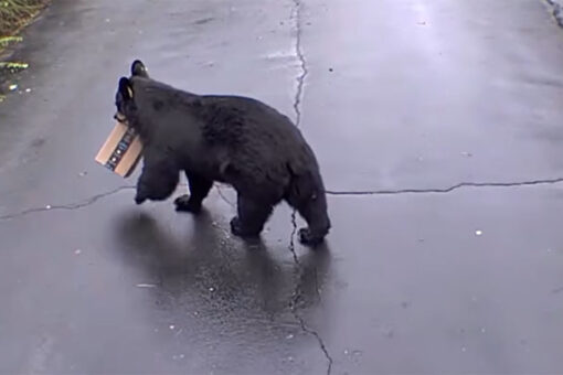 Bear steals Amazon package in viral video
