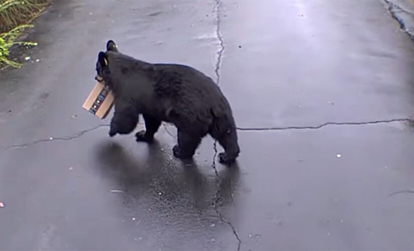 Bear steals Amazon package in viral video