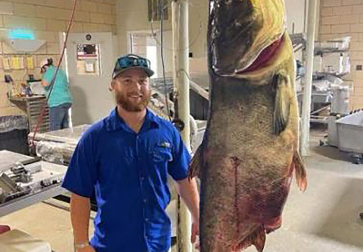 World record carp caught by bowfisher