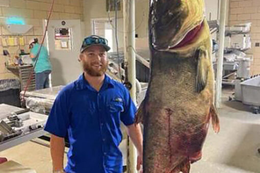 World record carp caught by bowfisher