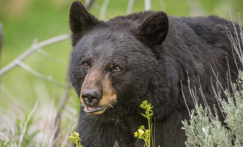 California man sues after bear in dumpster surprises him