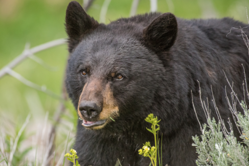 Los Angeles grocery store shoppers terrorized by bear strolling through aisles