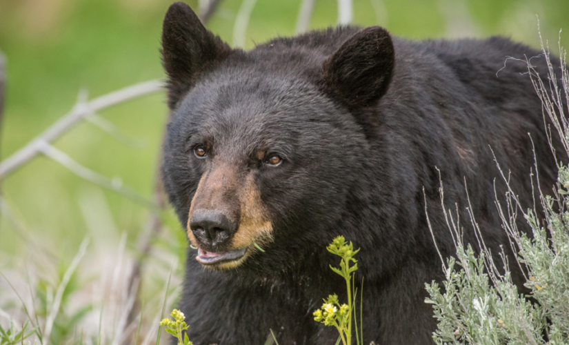 Los Angeles grocery store shoppers terrorized by bear strolling through aisles