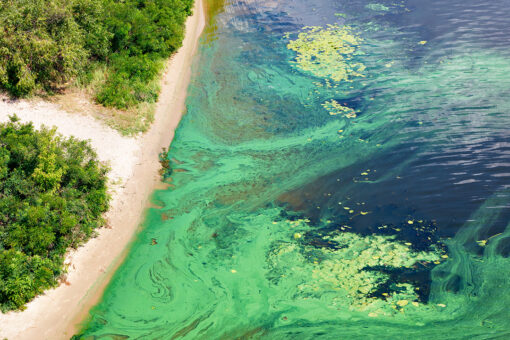 California officials urge caution after harmful algae bloom found in lake