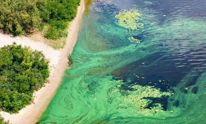 California officials urge caution after harmful algae bloom found in lake