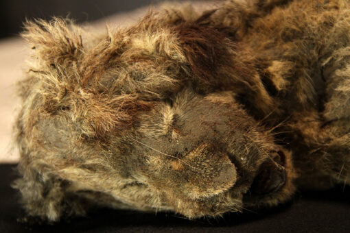 Scientists reveal near-pristine prehistoric lion cubs discovered in Russia: ‘She even had whiskers’