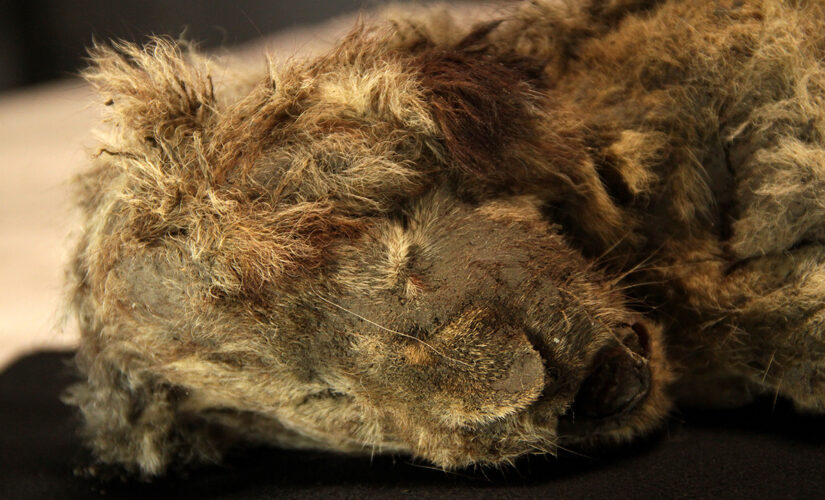 Scientists reveal near-pristine prehistoric lion cubs discovered in Russia: ‘She even had whiskers’
