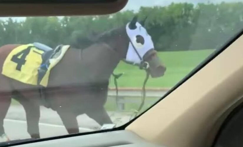 Racehorse runs down interstate highway after bucking rider: ‘Craziest thing I’ve ever seen’
