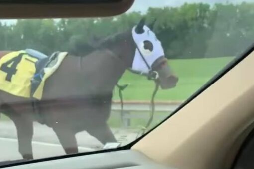Racehorse runs down interstate highway after bucking rider: ‘Craziest thing I’ve ever seen’