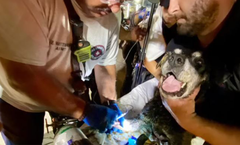 Texas firefighters, police rescue 15-year-old deaf dog from storm drain in dramatic video