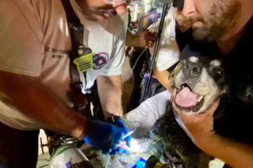 Texas firefighters, police rescue 15-year-old deaf dog from storm drain in dramatic video