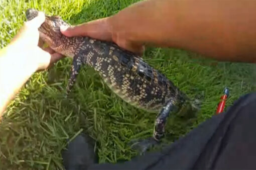 Texas police joke about arresting alligator for ‘swimming naked’ in pool