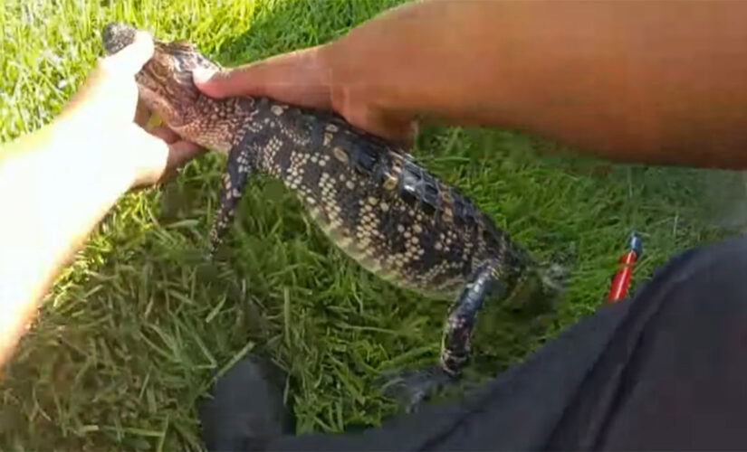 Texas police joke about arresting alligator for ‘swimming naked’ in pool