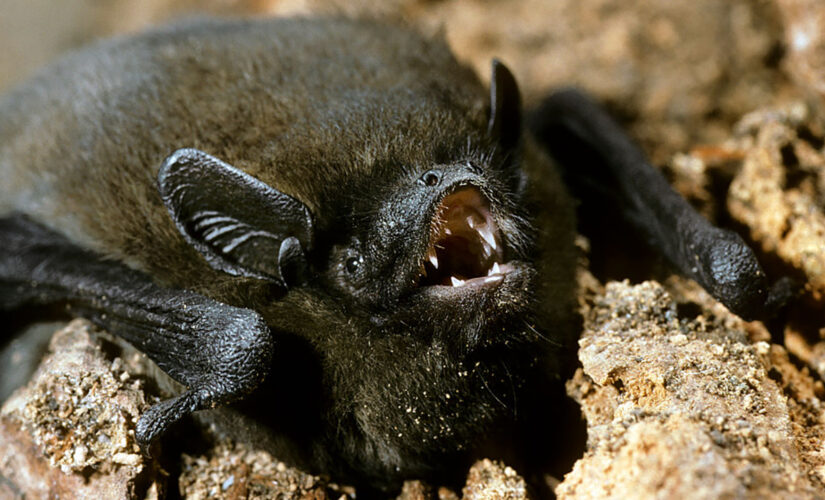 ‘Olympic bat’ killed by cat after flying more than 1,200 miles from London to Russia