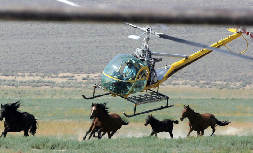 US plans 50% more wild horse roundups amid Western drought