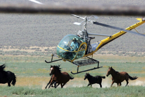 US plans 50% more wild horse roundups amid Western drought