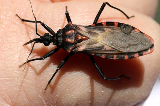 Deadly ‘kissing bug’ that kills thousands needs to be taken seriously now