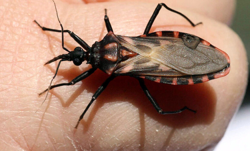 Deadly ‘kissing bug’ that kills thousands needs to be taken seriously now