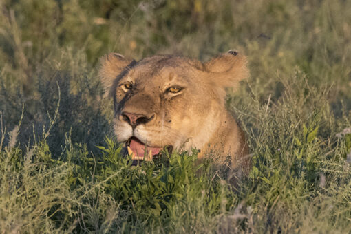Lions kill 3 children in African conservation area