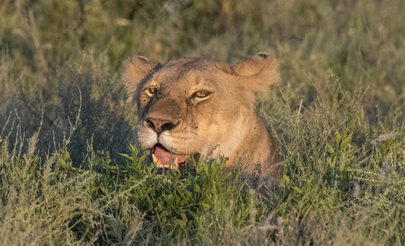 Lions kill 3 children in African conservation area