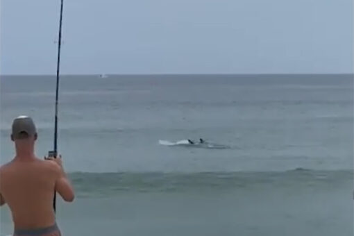 Man catches great white shark at beach after it tries to eat fish off his line