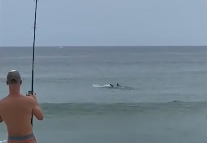 Man catches great white shark at beach after it tries to eat fish off his line