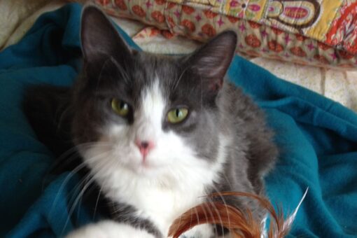 Missing cat found after an extensive 6-year search by his owner and local community