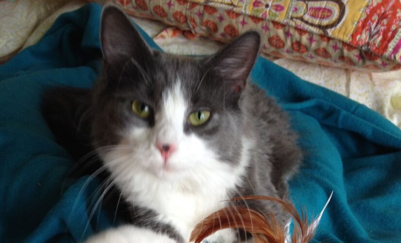 Missing cat found after an extensive 6-year search by his owner and local community