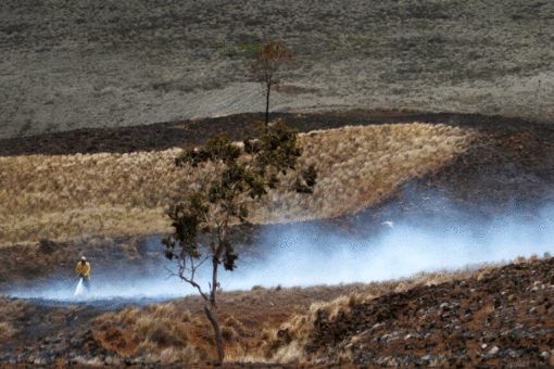 Wildfires take toll on tropical Pacific islands