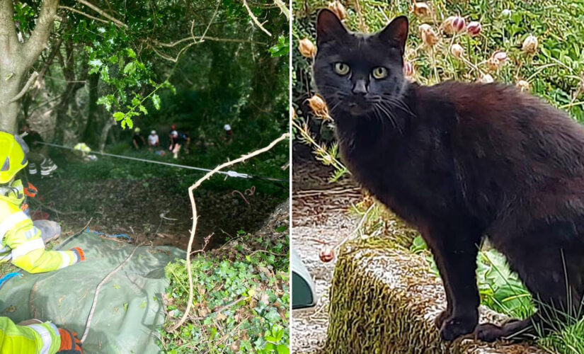 Cat’s meowing helps rescuers find owner, 83, who fell down a ravine