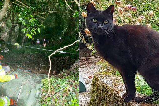 Cat’s meowing helps rescuers find owner, 83, who fell down a ravine