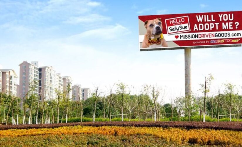 Billboard advertises elderly dog who’s been in shelter for 2 years