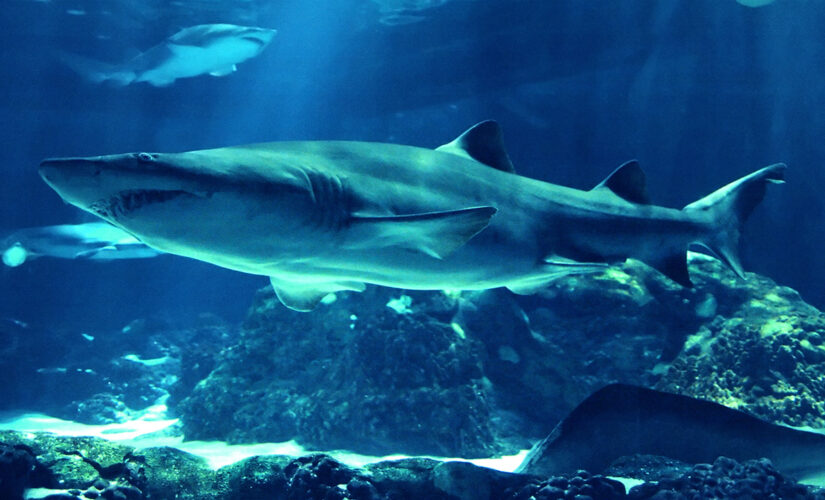 What to know about sharks on U.S. coastlines