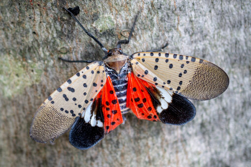 Northeast residents told to destroy invasive insect