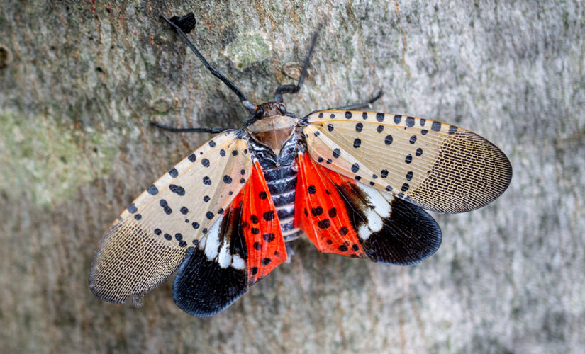 Northeast residents told to destroy invasive insect