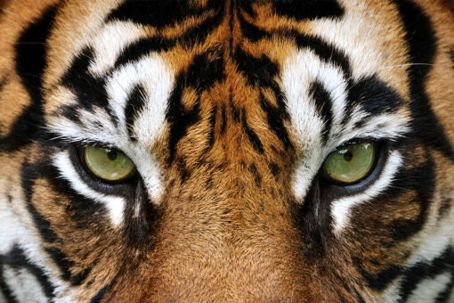 Safari park worker in Chile dies in tiger attack